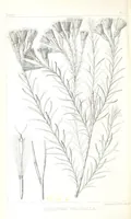 An illustration from Report of an expedition down the Zuni and Colorado Rivers by Captain L. Sitgreaves ... Illustrations. (Report on ... Natural History ... by S. W. Woodhouse. Zoology: mammals and birds by S. W. Woodhouse; reptiles by E. Hallowell; fishes by S. F. Baird and C. Girard. Botany: by Professor J. Torrey. Medical report; by S. W. Woodhouse.) (1853)
