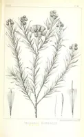 An illustration from Report of an expedition down the Zuni and Colorado Rivers by Captain L. Sitgreaves ... Illustrations. (Report on ... Natural History ... by S. W. Woodhouse. Zoology: mammals and birds by S. W. Woodhouse; reptiles by E. Hallowell; fishes by S. F. Baird and C. Girard. Botany: by Professor J. Torrey. Medical report; by S. W. Woodhouse.) (1853)
