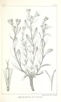 An illustration from Report of an expedition down the Zuni and Colorado Rivers by Captain L. Sitgreaves ... Illustrations. (Report on ... Natural History ... by S. W. Woodhouse. Zoology: mammals and birds by S. W. Woodhouse; reptiles by E. Hallowell; fishes by S. F. Baird and C. Girard. Botany: by Professor J. Torrey. Medical report; by S. W. Woodhouse.) (1853)
