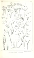 An illustration from Report of an expedition down the Zuni and Colorado Rivers by Captain L. Sitgreaves ... Illustrations. (Report on ... Natural History ... by S. W. Woodhouse. Zoology: mammals and birds by S. W. Woodhouse; reptiles by E. Hallowell; fishes by S. F. Baird and C. Girard. Botany: by Professor J. Torrey. Medical report; by S. W. Woodhouse.) (1853)