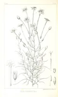 An illustration from Report of an expedition down the Zuni and Colorado Rivers by Captain L. Sitgreaves ... Illustrations. (Report on ... Natural History ... by S. W. Woodhouse. Zoology: mammals and birds by S. W. Woodhouse; reptiles by E. Hallowell; fishes by S. F. Baird and C. Girard. Botany: by Professor J. Torrey. Medical report; by S. W. Woodhouse.) (1853)