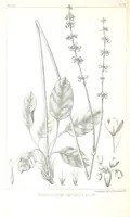 An illustration from Report of an expedition down the Zuni and Colorado Rivers by Captain L. Sitgreaves ... Illustrations. (Report on ... Natural History ... by S. W. Woodhouse. Zoology: mammals and birds by S. W. Woodhouse; reptiles by E. Hallowell; fishes by S. F. Baird and C. Girard. Botany: by Professor J. Torrey. Medical report; by S. W. Woodhouse.) (1853)