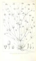 An illustration from Report of an expedition down the Zuni and Colorado Rivers by Captain L. Sitgreaves ... Illustrations. (Report on ... Natural History ... by S. W. Woodhouse. Zoology: mammals and birds by S. W. Woodhouse; reptiles by E. Hallowell; fishes by S. F. Baird and C. Girard. Botany: by Professor J. Torrey. Medical report; by S. W. Woodhouse.) (1853)