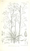 An illustration from Report of an expedition down the Zuni and Colorado Rivers by Captain L. Sitgreaves ... Illustrations. (Report on ... Natural History ... by S. W. Woodhouse. Zoology: mammals and birds by S. W. Woodhouse; reptiles by E. Hallowell; fishes by S. F. Baird and C. Girard. Botany: by Professor J. Torrey. Medical report; by S. W. Woodhouse.) (1853)