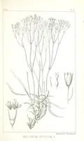 An illustration from Report of an expedition down the Zuni and Colorado Rivers by Captain L. Sitgreaves ... Illustrations. (Report on ... Natural History ... by S. W. Woodhouse. Zoology: mammals and birds by S. W. Woodhouse; reptiles by E. Hallowell; fishes by S. F. Baird and C. Girard. Botany: by Professor J. Torrey. Medical report; by S. W. Woodhouse.) (1853)