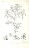 An illustration from Report of an expedition down the Zuni and Colorado Rivers by Captain L. Sitgreaves ... Illustrations. (Report on ... Natural History ... by S. W. Woodhouse. Zoology: mammals and birds by S. W. Woodhouse; reptiles by E. Hallowell; fishes by S. F. Baird and C. Girard. Botany: by Professor J. Torrey. Medical report; by S. W. Woodhouse.) (1853)
