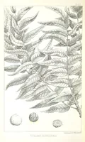 An illustration from Report of an expedition down the Zuni and Colorado Rivers by Captain L. Sitgreaves ... Illustrations. (Report on ... Natural History ... by S. W. Woodhouse. Zoology: mammals and birds by S. W. Woodhouse; reptiles by E. Hallowell; fishes by S. F. Baird and C. Girard. Botany: by Professor J. Torrey. Medical report; by S. W. Woodhouse.) (1853)