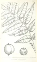 An illustration from Report of an expedition down the Zuni and Colorado Rivers by Captain L. Sitgreaves ... Illustrations. (Report on ... Natural History ... by S. W. Woodhouse. Zoology: mammals and birds by S. W. Woodhouse; reptiles by E. Hallowell; fishes by S. F. Baird and C. Girard. Botany: by Professor J. Torrey. Medical report; by S. W. Woodhouse.) (1853)