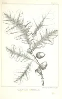 An illustration from Report of an expedition down the Zuni and Colorado Rivers by Captain L. Sitgreaves ... Illustrations. (Report on ... Natural History ... by S. W. Woodhouse. Zoology: mammals and birds by S. W. Woodhouse; reptiles by E. Hallowell; fishes by S. F. Baird and C. Girard. Botany: by Professor J. Torrey. Medical report; by S. W. Woodhouse.) (1853)