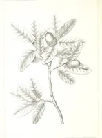 An illustration from Report of an expedition down the Zuni and Colorado Rivers by Captain L. Sitgreaves ... Illustrations. (Report on ... Natural History ... by S. W. Woodhouse. Zoology: mammals and birds by S. W. Woodhouse; reptiles by E. Hallowell; fishes by S. F. Baird and C. Girard. Botany: by Professor J. Torrey. Medical report; by S. W. Woodhouse.) (1853)