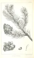 An illustration from Report of an expedition down the Zuni and Colorado Rivers by Captain L. Sitgreaves ... Illustrations. (Report on ... Natural History ... by S. W. Woodhouse. Zoology: mammals and birds by S. W. Woodhouse; reptiles by E. Hallowell; fishes by S. F. Baird and C. Girard. Botany: by Professor J. Torrey. Medical report; by S. W. Woodhouse.) (1853)