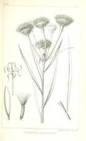 An illustration from Report of an expedition down the Zuni and Colorado Rivers by Captain L. Sitgreaves ... Illustrations. (Report on ... Natural History ... by S. W. Woodhouse. Zoology: mammals and birds by S. W. Woodhouse; reptiles by E. Hallowell; fishes by S. F. Baird and C. Girard. Botany: by Professor J. Torrey. Medical report; by S. W. Woodhouse.) (1853)