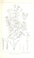 An illustration from Report of an expedition down the Zuni and Colorado Rivers by Captain L. Sitgreaves ... Illustrations. (Report on ... Natural History ... by S. W. Woodhouse. Zoology: mammals and birds by S. W. Woodhouse; reptiles by E. Hallowell; fishes by S. F. Baird and C. Girard. Botany: by Professor J. Torrey. Medical report; by S. W. Woodhouse.) (1853)