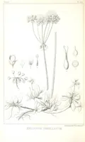 An illustration from Report of an expedition down the Zuni and Colorado Rivers by Captain L. Sitgreaves ... Illustrations. (Report on ... Natural History ... by S. W. Woodhouse. Zoology: mammals and birds by S. W. Woodhouse; reptiles by E. Hallowell; fishes by S. F. Baird and C. Girard. Botany: by Professor J. Torrey. Medical report; by S. W. Woodhouse.) (1853)