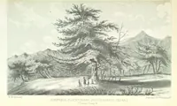 An illustration from Report of an expedition down the Zuni and Colorado Rivers by Captain L. Sitgreaves ... Illustrations. (Report on ... Natural History ... by S. W. Woodhouse. Zoology: mammals and birds by S. W. Woodhouse; reptiles by E. Hallowell; fishes by S. F. Baird and C. Girard. Botany: by Professor J. Torrey. Medical report; by S. W. Woodhouse.) (1853)