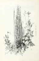 Picture 103 of 198 from По Сѣверо-Западу Россіи. [With illustrations and maps (1897), leaf 224