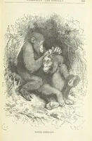 An illustration from A Hundred Wonders of the world in nature and art. Described according to the latest authorities and profusely illustrated. Edited by J. Small (1876)