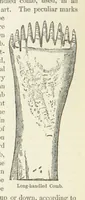 An illustration from The History and Antiquities of Morley, in the West Riding of ... York. With ... illustrations (1876)