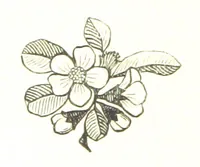 An illustration from His Great Experiment (1889)