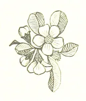 An illustration from His Great Experiment (1889)