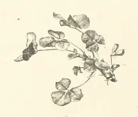 An illustration from Old Songs. With drawings by E. A. Abbey and Alfred Parsons (1889)