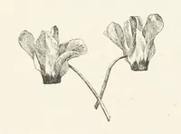 An illustration from Old Songs. With drawings by E. A. Abbey and Alfred Parsons (1889)