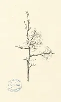 An illustration from Old Songs. With drawings by E. A. Abbey and Alfred Parsons (1889)