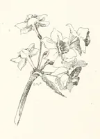 An illustration from Old Songs. With drawings by E. A. Abbey and Alfred Parsons (1889)