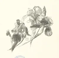 An illustration from Old Songs. With drawings by E. A. Abbey and Alfred Parsons (1889)