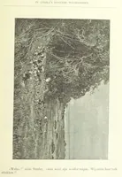 Picture 166 of 174 from Stanley in Afrika's donkere wildernissen, etc. [Translated from “In Darkest Afrika” by H. Tiedeman (1890), leaf 1227