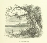 Picture 28 of 174 from Stanley in Afrika's donkere wildernissen, etc. [Translated from “In Darkest Afrika” by H. Tiedeman (1890), leaf 209