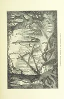 An illustration from Stanley in Afrika's donkere wildernissen, etc. [Translated from “In Darkest Afrika” by H. Tiedeman (1890)