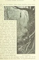 Picture 96 of 174 from Stanley in Afrika's donkere wildernissen, etc. [Translated from “In Darkest Afrika” by H. Tiedeman (1890), leaf 749