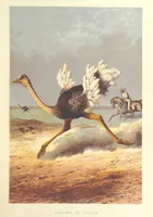 An illustration from Stanley and Africa: also, the travels, adventures, and discoveries of Captain John H. Speke, Captain Richard F. Burton ... and other distinguished explorers. [With plates, including portraits (1890)