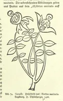 An illustration from Monographien zur deutschen Kulturgeschichte, herausgegeben von G. Steinhausen (1899)