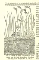 Picture 7 of 146 from Monographien zur deutschen Kulturgeschichte, herausgegeben von G. Steinhausen (1899), leaf 12