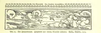 Picture 20 of 131 from Monographien zur deutschen Kulturgeschichte, herausgegeben von G. Steinhausen (1899), leaf 23
