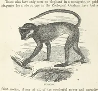 An illustration from Seonee, or, camp life on the Satpura Range ... Illustrated by the author, etc (1887)