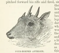 An illustration from Seonee, or, camp life on the Satpura Range ... Illustrated by the author, etc (1887)