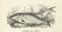 An illustration from Seonee, or, camp life on the Satpura Range ... Illustrated by the author, etc (1887)