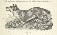 An illustration from Seonee, or, camp life on the Satpura Range ... Illustrated by the author, etc (1887)