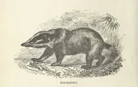 An illustration from Seonee, or, camp life on the Satpura Range ... Illustrated by the author, etc (1887)