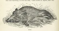 An illustration from Seonee, or, camp life on the Satpura Range ... Illustrated by the author, etc (1887)