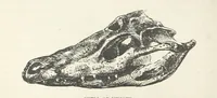 An illustration from Seonee, or, camp life on the Satpura Range ... Illustrated by the author, etc (1887)