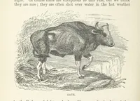 An illustration from Seonee, or, camp life on the Satpura Range ... Illustrated by the author, etc (1887)