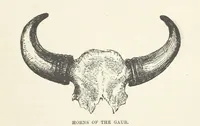 An illustration from Seonee, or, camp life on the Satpura Range ... Illustrated by the author, etc (1887)