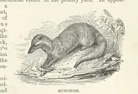 An illustration from Seonee, or, camp life on the Satpura Range ... Illustrated by the author, etc (1887)