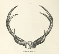 An illustration from Seonee, or, camp life on the Satpura Range ... Illustrated by the author, etc (1887)