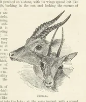 An illustration from Seonee, or, camp life on the Satpura Range ... Illustrated by the author, etc (1887)