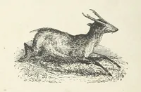 An illustration from Seonee, or, camp life on the Satpura Range ... Illustrated by the author, etc (1887)